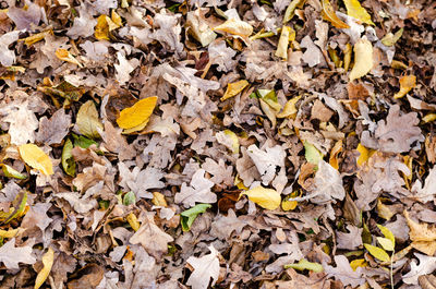 High angle view of maple leaves