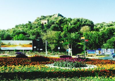 Flowers growing in park against clear sky