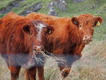 Portrait of highland cattle standing on grassy land