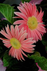 Close-up of pink flower