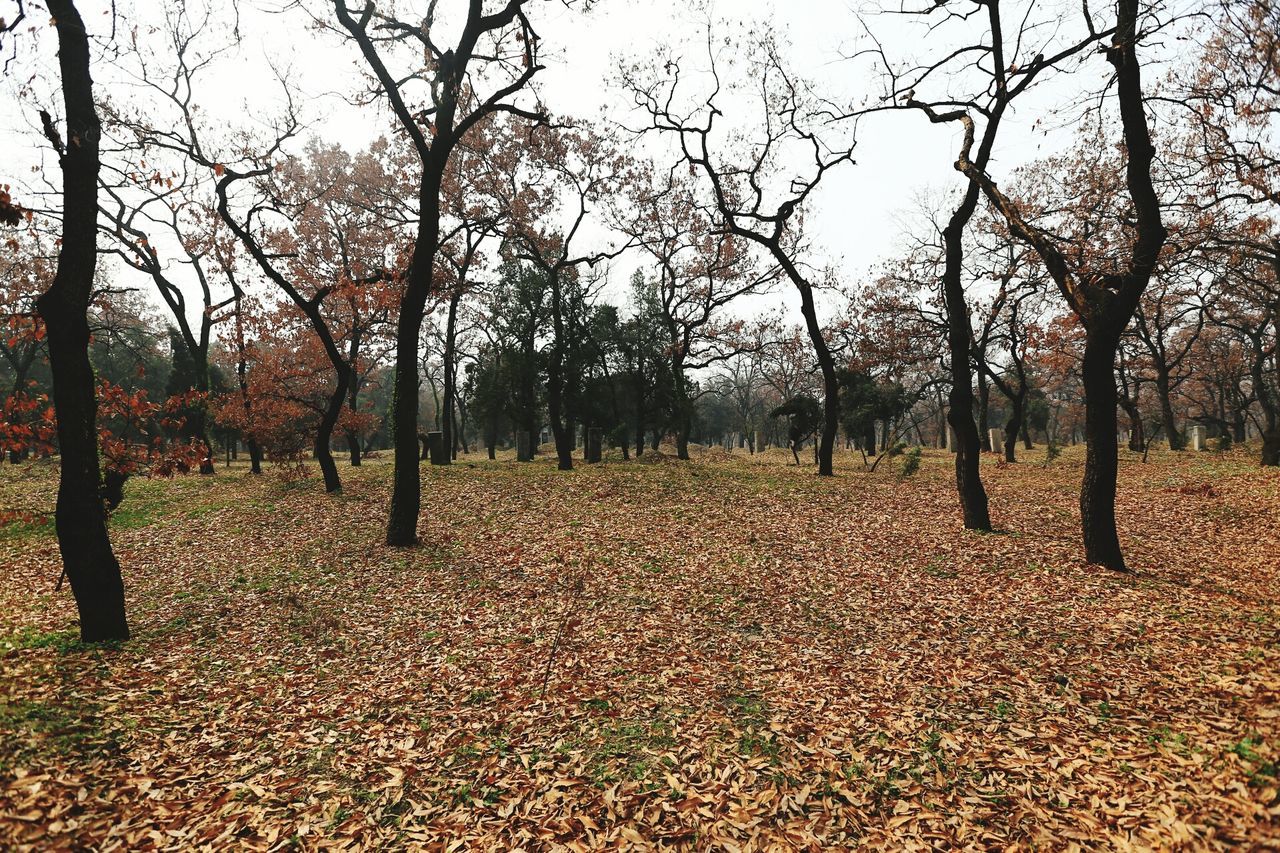 TREES ON FIELD DURING AUTUMN