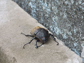 High angle view of beetle by wall