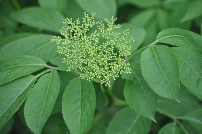 Close-up of wet plant leaves