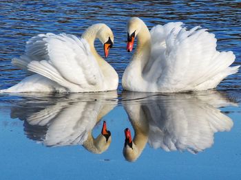 Swans swimming in lake
