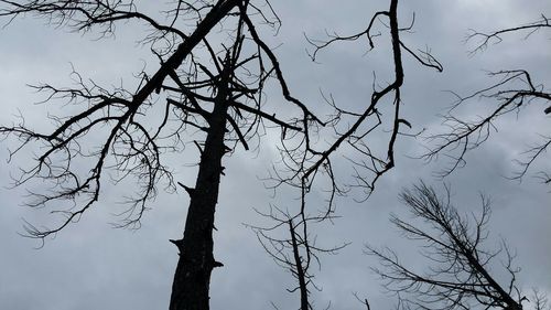 Low angle view of bare trees against sky