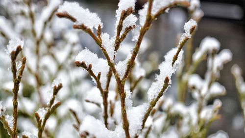 Close-up of frozen plants during winter