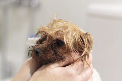 Close-up of hand holding small wet dog after bath
