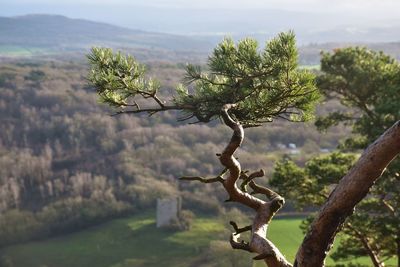 Close-up of pine tree on hillside above woodland