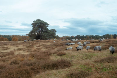 View of sheep on field against sky