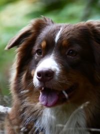 Close-up portrait of dog on field