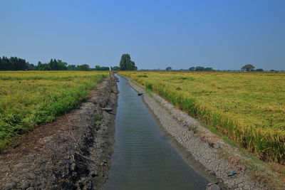 Earth ditch irrigation canal feeding water to paddy fields.