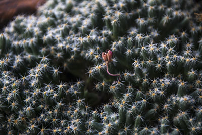 High angle view of cactus plants