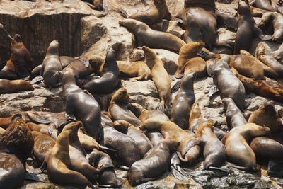 We took a boat to the island where the sea lions lived. we saw caves and groups of massive sea lions