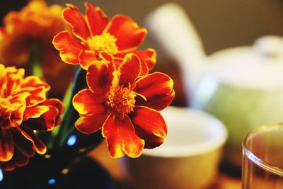 Close-up of orange flowering plant