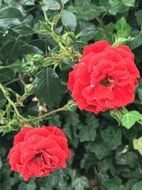 Close-up of red rose on plant