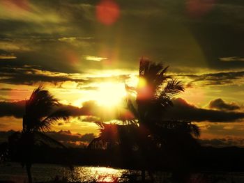 Silhouette plants against dramatic sky during sunset