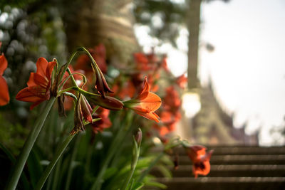 Close-up of orange flowering plant