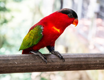 Close-up of parrot perching on wood