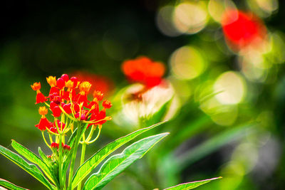 Close-up of red flowers