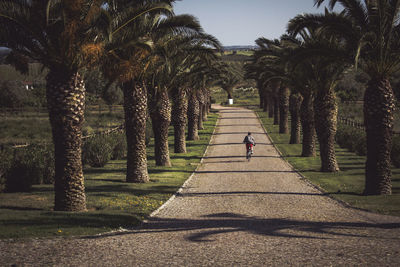 Rear view of man driving a bicycle amidst palm trees in park