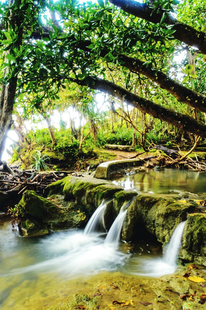 tree, plant, water, beauty in nature, scenics - nature, forest, nature, land, motion, river, waterfall, flowing water, no people, environment, growth, leaf, natural environment, tranquility, autumn, green, stream, rainforest, body of water, long exposure, non-urban scene, woodland, tranquil scene, day, idyllic, outdoors, flowing, jungle, watercourse, creek, rock, blurred motion, water feature, sunlight, landscape, wilderness, branch, plant part