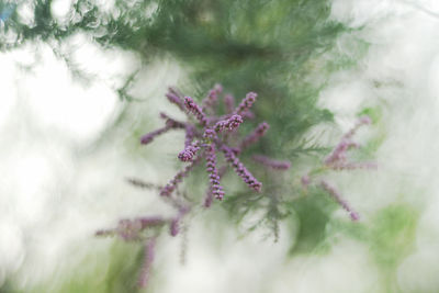 Close-up of pink flowering plant