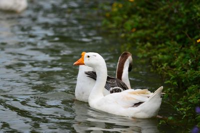 Ducks in a lake