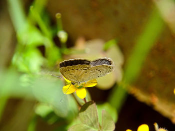 Close-up of butterfly on flower