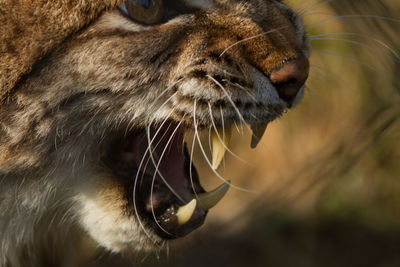 Close-up of angry lynx