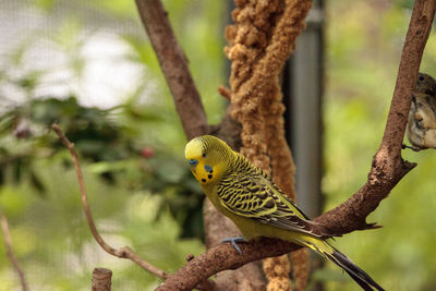 Yellow budgerigar parakeet bird melopsittacus undulatus perches on a branch, eating seed.