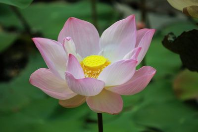 Close-up of pink flowers