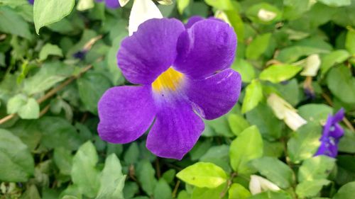 Close-up of purple iris blooming outdoors