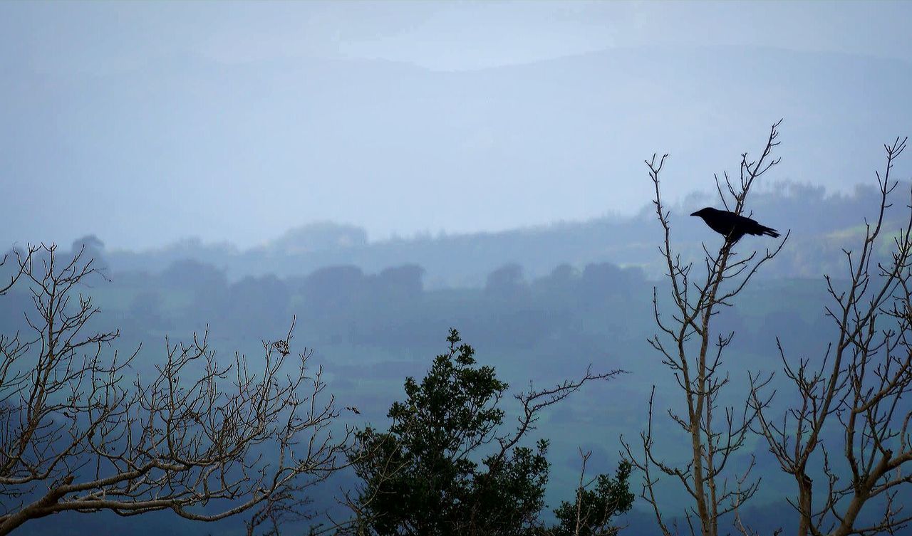 SILHOUETTE BIRDS PERCHING ON BRANCH AGAINST SKY