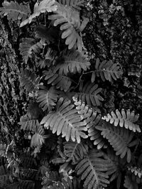 Full frame shot of leaves