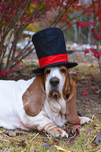 Portrait of dog on field wearing christmas hat