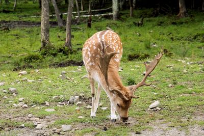 Deer grazing in a field