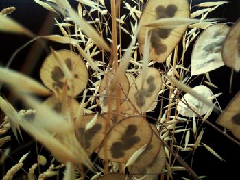 High angle view of dry leaves on field