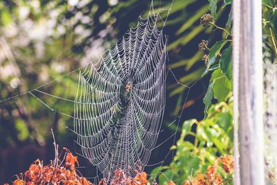 Close-up of spider on web