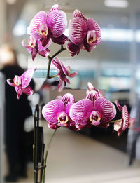 Close-up of pink orchid on plant