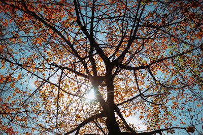 Low angle view of tree in autumn