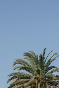 Low angle view of palm tree against clear blue sky