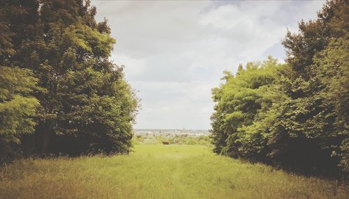 Trees on field against sky