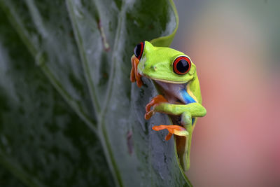 Close-up of frog on plant