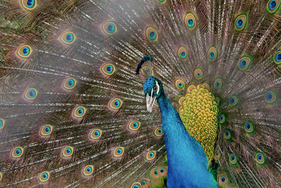 Close-up of peacock