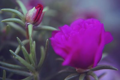 Close-up of pink rose flower