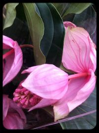 Close-up of pink flowers