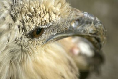 Close-up portrait of owl