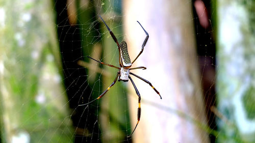 Close-up of spider on web