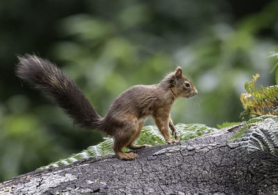 Close-up of squirrel