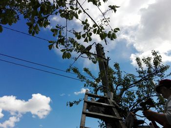 Low angle view of tree against sky